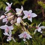 Spathoglottis unguiculata Flower