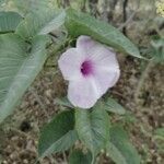 Ipomoea carnea花