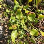 Rumex acetosella Leaf