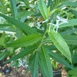 Amsonia tabernaemontana برگ