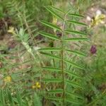 Onobrychis saxatilis Leaf