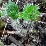 Potentilla nepalensis Leaf