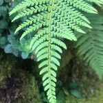 Polystichum aculeatum Blad