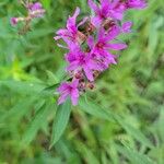 Lythrum salicariaFlower