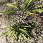 Yucca rupicola Habit