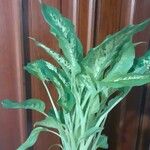 Dieffenbachia seguineBlad