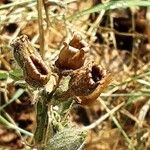 Silene noctiflora Gyümölcs