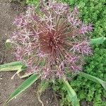 Allium cristophiiFlor