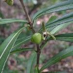 Hybanthus caledonicus Fruit