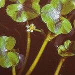 Ranunculus hederaceus Yaprak