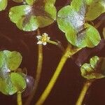 Ranunculus hederaceus Leaf