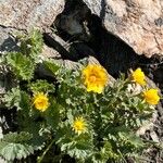 Geum reptansFlor