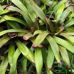 Neoregelia spectabilis Leaf