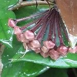 Hoya carnosa Bloem