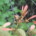 Heteropterys panamensis Blomst