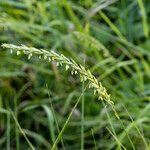 Elymus repens Květ