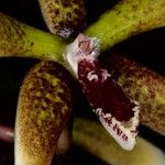 Dendrobium munificum Flor