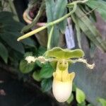 Paphiopedilum primulinum Flor