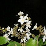 Miconia trinervia Flower