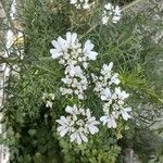 Coriandrum sativum Λουλούδι
