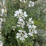 Coriandrum sativum Flower