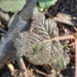 Rubus vestitus Blatt