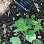 Salvia aurita Hoja