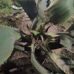 Agave salmiana 葉