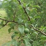 Prunus spinosa Fruto