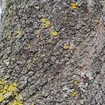 Cercis siliquastrum 樹皮