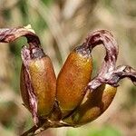 Aristea madagascariensis Fruit