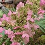 Hydrangea paniculata 花