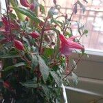 Fuchsia magellanicaHostoa