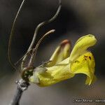 Neogaerrhinum filipes