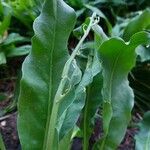 Cynoglossum creticum Blad