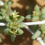 Nucularia perrinii Flower