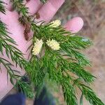 Acacia verticillata Floare