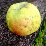 Malus domestica ᱡᱚ