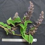 Cornutia pyramidata その他の提案