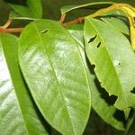 Vochysia ferruginea Leaf