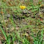 Krigia dandelion Habitus