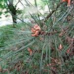 Pinus resinosa Folha