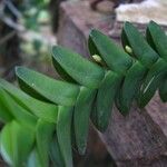 Angraecum aporoides Blad