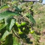 Solanum paniculatum Fruto