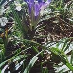 Gentiana pneumonanthe Blomst