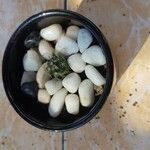 Mammillaria wrightii Hoja