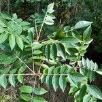 Rhus copallinum Blad