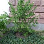 Amelanchier alnifolia 整株植物