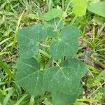 Passiflora lutea Leaf