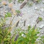 Phleum alpinum Cvet